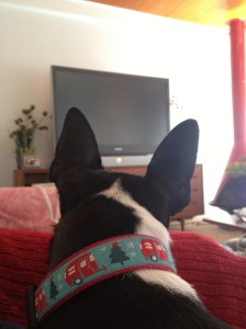 Airstream dog collar