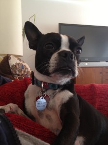 Airstream dog collar